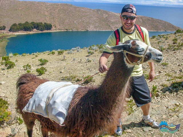 Isla del Sol - lhamas Isla del Sol - lhamas