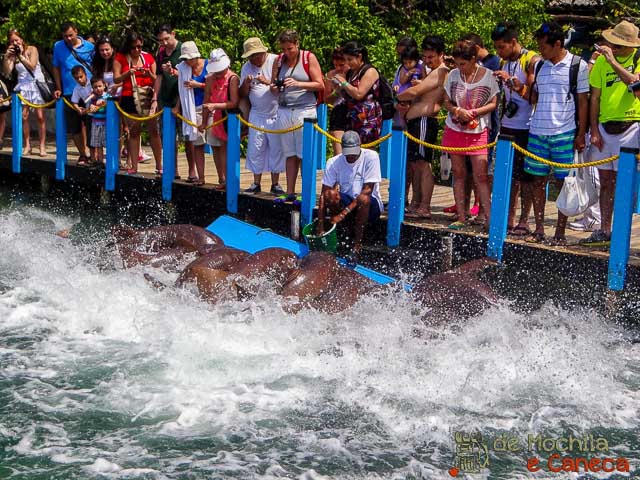 Tubarões no oceanário. 