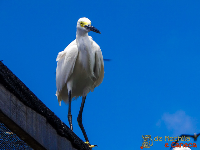 Islas del Rosário-passaro