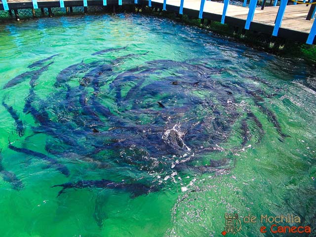 Tubarões - Islas del Rosário