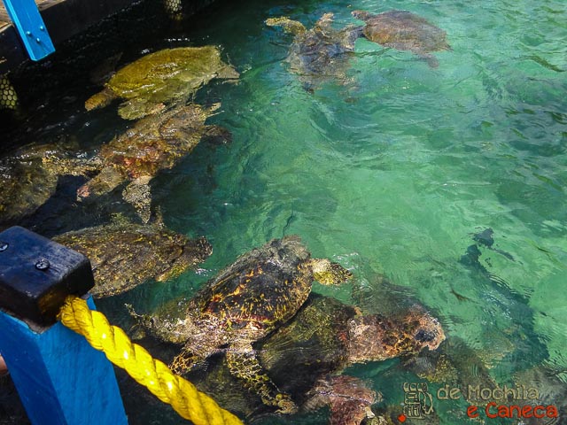 Islas del Rosário- tartarugas