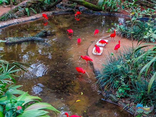 parque das aves