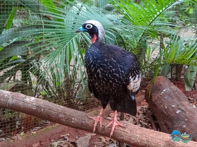 jacutinga sobre uma madeira 