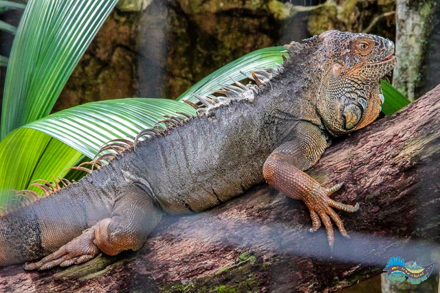 Lagarto no Covil dos Répteis - no Parque das Aves de Foz do Iguaçu.