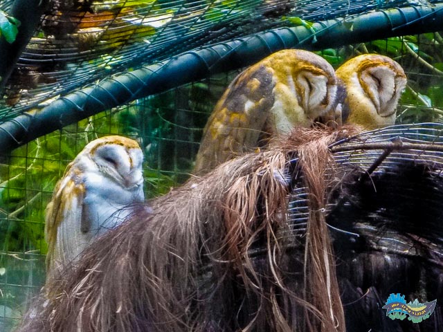 Viveiro das Corujas no Parque das Aves