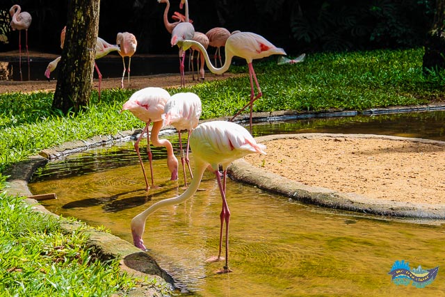 Flamingos tomando água e se alimentando. 