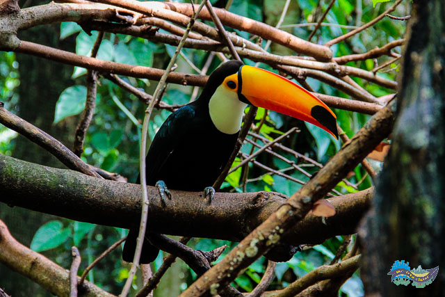 Tucano entre galhos na árvore. 