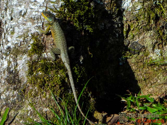 Lagarto. Lagarto.