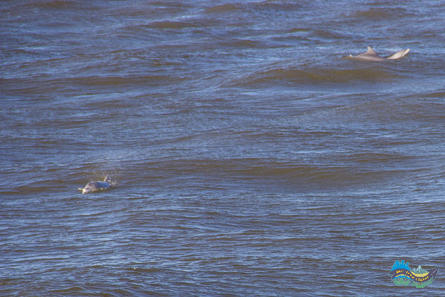Botos no final dos Molhes da barra.