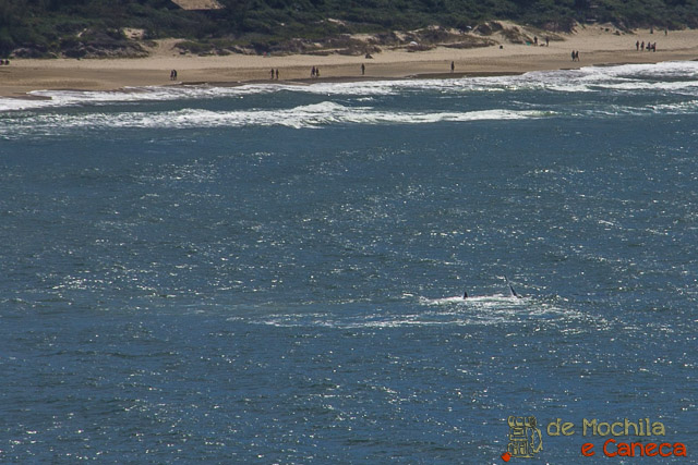 Baleias Francas Baleia Franca - Praia do Rosa