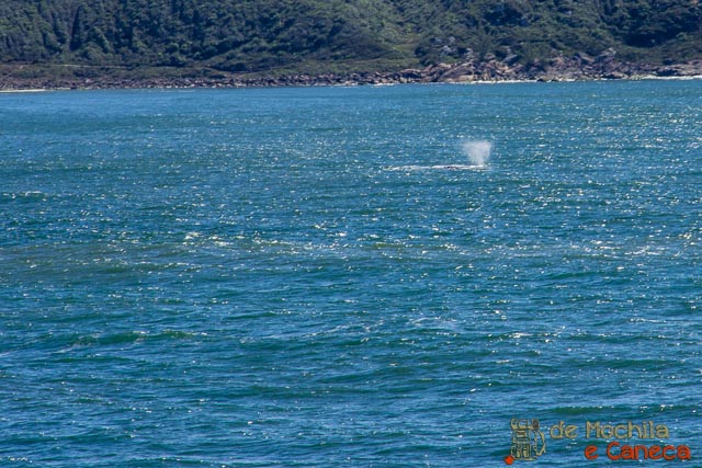 Praia do Rosa até a Praia do Luz trilha da Praia do Rosa até a Praia do Luz - Baleia
