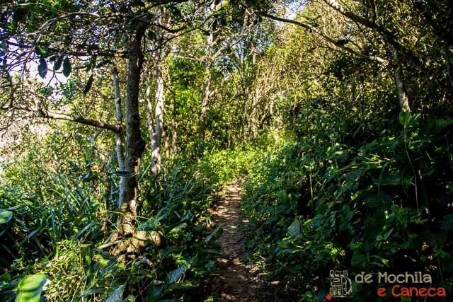 A trilha - estreita demais pra várias bikes e trilheiros... Trilha Praia do Rosa