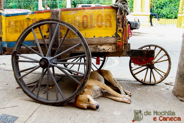 Bairro de Getsemaní - raiz getsemani-Colômbia