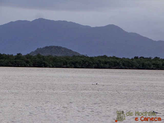 guaraquecaba-golfinhos