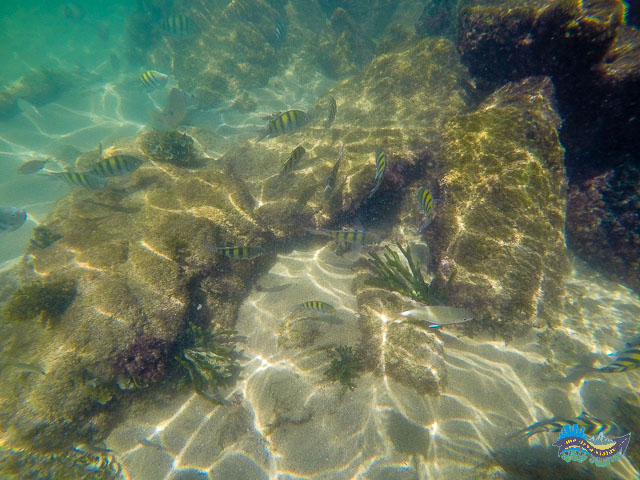 Peixinhos. Peixinhos.