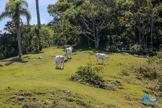 Vaquinhas na trilha ecológica da Sepultura. Trilha ecológica da Sepultura.
