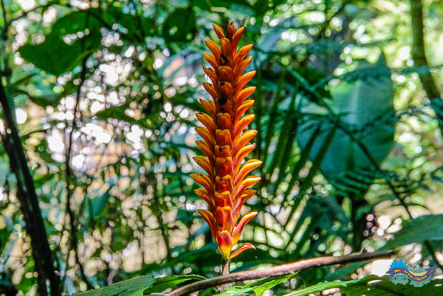 A exuberância da flora na Rota das Cachoeiras.