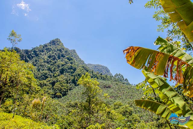 Plantação de banana em meio a mata atlântica...
