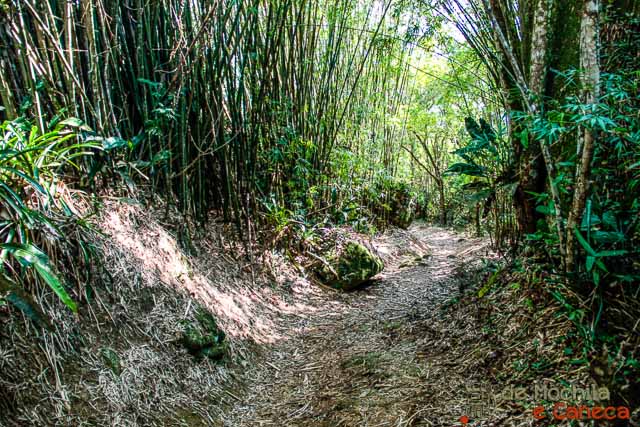 Canto Grande até a Praia da Tainha - Trilha da Tainha 