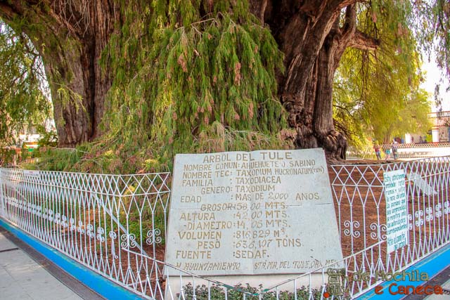 Árvore de Tule Árvore de Tule