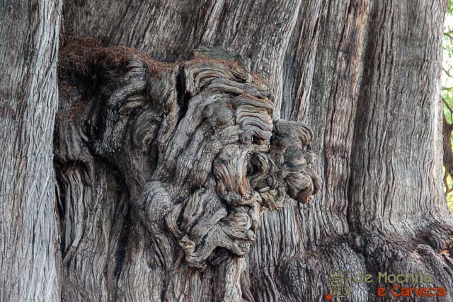 Arbol del tule - leão imagens no tronco da árvore.