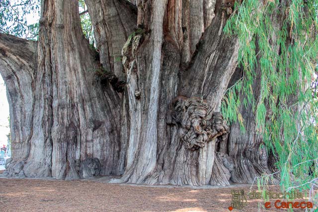 Árvore de Tule Árvore de Tule