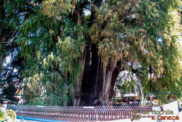 A Árvore de Tule Árvore de Tule- Oaxaca