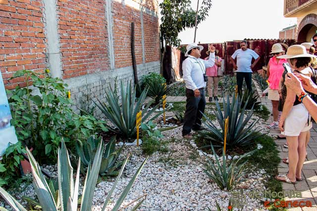 Agave - Mezcal Tipos diferentes de Agave.