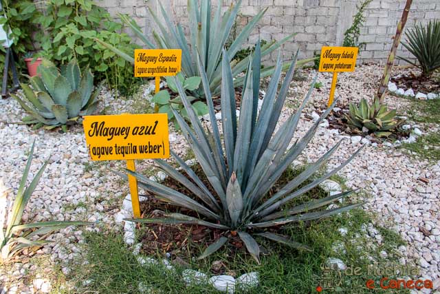 Agave Agave