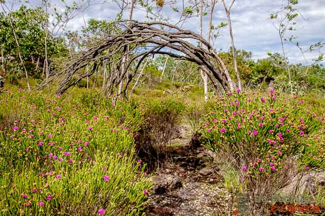 Parque Nacional da Chapada dos Veadeiros-6