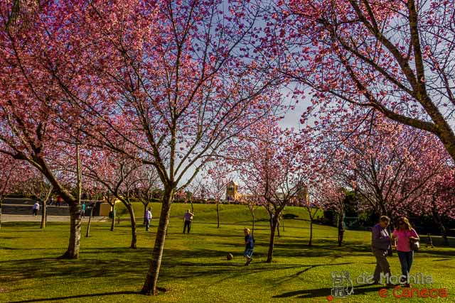 Parque Tanguá-cerejeiras