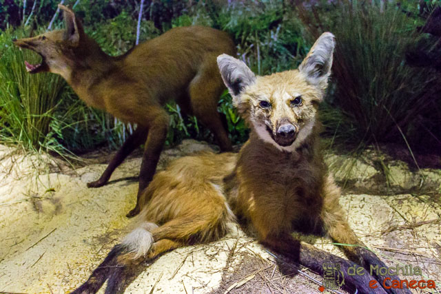 Animais empalhados - Itaipu Museu da Terra Guarani-2