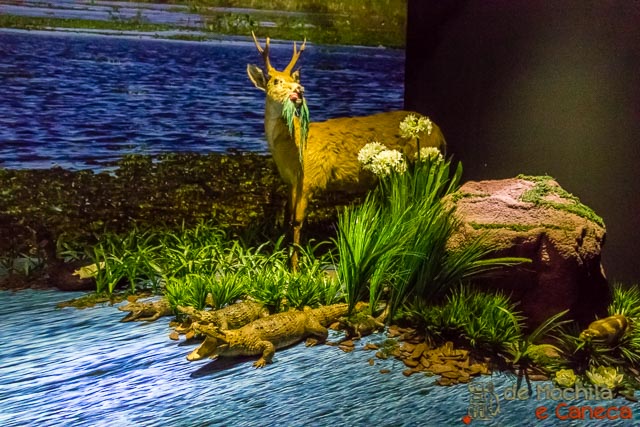 Animais empalhados - Itaipu Museu da Terra Guarani - Animais empalhados