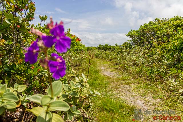 Trilha para a Praia Deserta