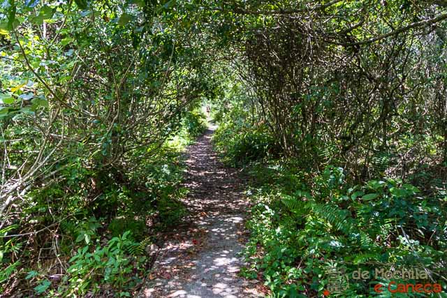 Trilha para a Praia Deserta