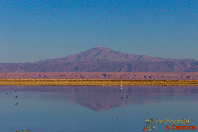 Laguna Chaxa. Roteiro de 11 dias no Chile-Reserva Nacional los Flamencos - Laguna Chaxa.