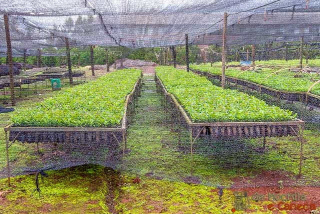 fábrica de erva-mate selecta terere-