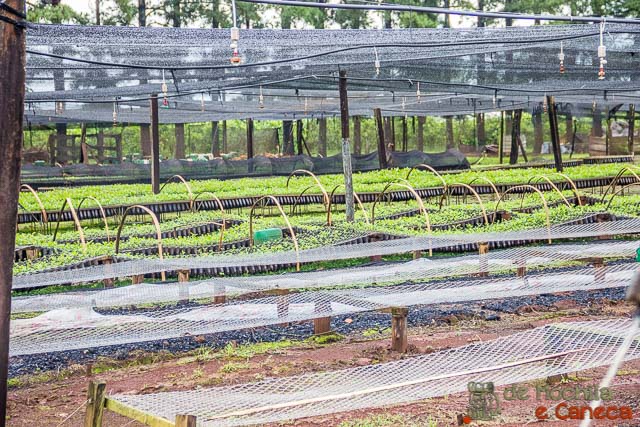 fábrica de erva-mate selecta terere-Mudas 