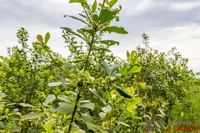 fábrica de erva-mate selecta terere-8