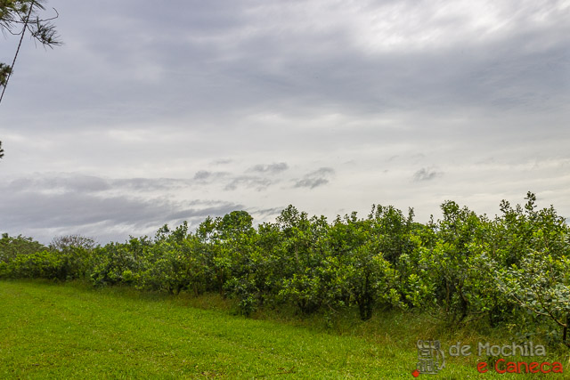 fábrica de erva-mate selecta terere-plantação