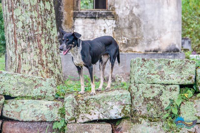 O cão de guarda e guia auxiliar da Missão Jesuíta Nuestra Señora de Santa Ana. O cão de guarda e guia auxiliar da Missão Jesuíta Nuestra Señora de Santa Ana.
