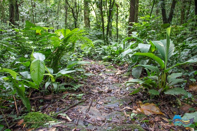 Caminho do Itupava. Caminho do Itupava