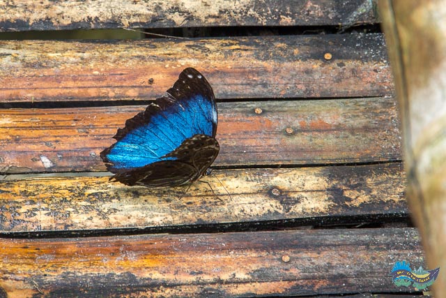 Não vimos Jaguar, mas vimos borboletas. Monumento natural Espejillos - Borboletas