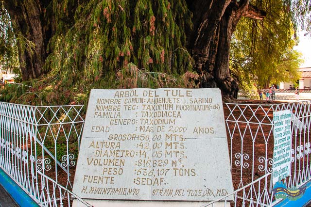 O que fazer nos arredores de Oaxaca de Juarez - Arvore del Tule