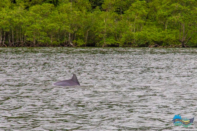 O que fazer em Superagui: Ver os Botos