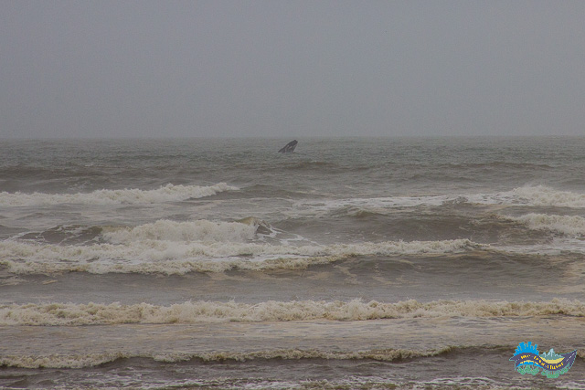 Safari Baleia Rota da Baleia Franca