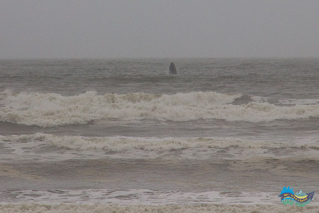 Mais um Salto. Rota da Baleia Franca - Salto