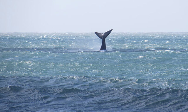 Rota da Baleia Franca. Foto: Ao Sul Natural.