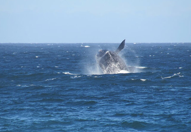 Rota da Baleia Franca. Foto: Ao Sul Natural
