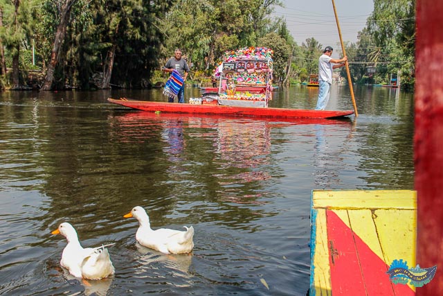 Vendedores e patos em Xochimilco. Xochimilco